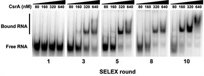 RNA Binding by the Campylobacter jejuni Post-transcriptional Regulator CsrA